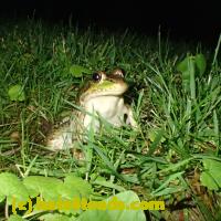 /home//u458753944/public_html/sourcegallery//////Frogs/More bullfrogs/P6180697.JPG